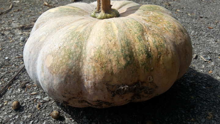 Labu or Jack ‘o’&nbsp;Lantern